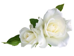 White rose flowers isolated on white background