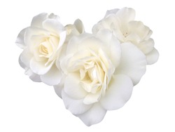 White rose flowers isolated on white background. Flower heart.