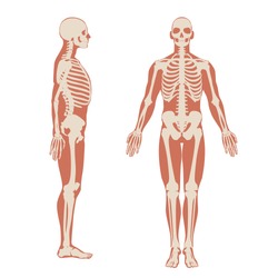 Human skeleton front and side view. Men anatomy illustration on white background with a body silhouette. Vector illustration