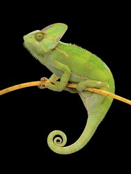Chameleon climbing on branch on isolated black background
Female Chameleon with rolled tail and looking ahead.
Green Reptile illustration.