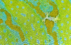 Chameleon skin close-up. Detailed Grid pattern.
Grid Shape of a multicolored Yemen Chameleon skin.
Binomial name Chamaeleo calyptratus.
Green Reptile skin.