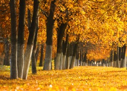 Autumn park, yellow leaves, the golden time of the year
