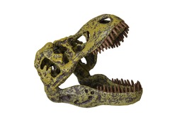 Skull of a tyrannosaurus rex on white background