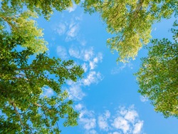 Green foliage of trees against blue sky and clouds. Spring or summer Sunny day.