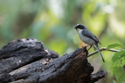 Grey bush chat (Saxicola ferreus) male bird perching on burnt log in post fire forest, Chiang mai, Thailand. Grey bush chat after forest fires