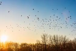 Flock of black birds in the clear blue sky at sunset