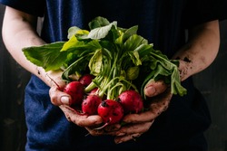 Organic fresh harvested vegetables. Farmer's hands holding fresh radish, closeup.