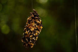 Peanut butter and birdseed pinecones DIY project with kids