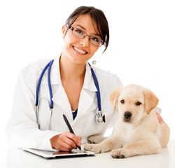 Vet using technology with a little dog - isolated over a white background