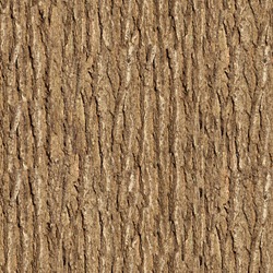 Bark of Elm. Seamless Tileable Texture.