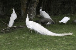 Group of white peacocks in the grass