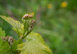Close-up of developing inflorescences on grapevine (vitis vinifera) in spring time. Young buds of grapevine. Selective focus