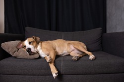 Dog sleeping on the couch. Cute staffordshire terrier resting on a sofa in cozy living room