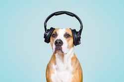 Dog in noise cancelling headphones, blue isolated background. The concept of pets being afraid of loud noises or fireworks