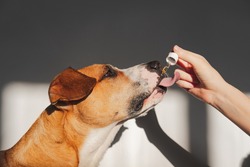Dog taking essential oil from dropper. Nutritional supplements, calming products, cbd or thd oils for pets