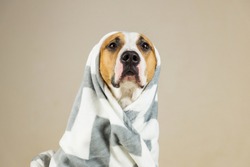 Funny pitbull dog in throw blanket. Beautiful young staffordshire terrier posing in minimalistic background after bath or shower, wrapped in towel or plaid