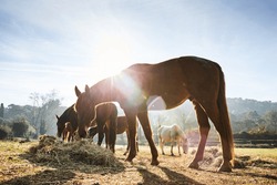 Four wild horses grazing in a field, eating grass, the morning frost on the grass, horse looking at the camera, white and brown horses, steam from the nostrils, backlight, sun glare