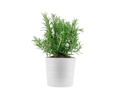 Rosemary in white clay pot, isolated. High quality photo