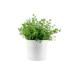 Fresh aromatic oregano in a pot on white background isolated Aromatic herbs, home gardening concept. High quality photo