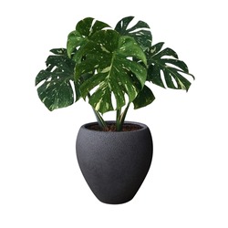 Monstera in a pot black isolated on white background, Close up of tropical leaves or houseplant that grow indoor for decorative purpose. 