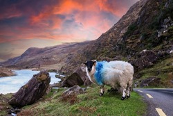A sheep at the winding roads at Gap of Dunloe in Ring of Kerry, a narrow mountain pass running north to south of county Kerry, Ireland