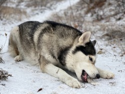 Siberian husky gnaws ice lying on the snow. Close-up photo