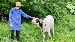 A shepherd boy in a work robe and hat stands near a cow in nature