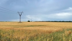 High voltage power line on a field with wheat and cloudy sky