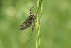 A beautiful Mayfly ( Ephemera vulgata) perching on grass seeds.