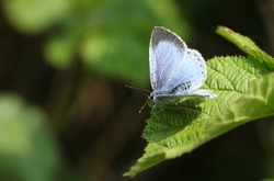 A pretty Holly Blue Butterfly, Celastrina argiolus, perching on a leaf in spring.