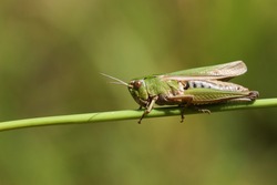 A pretty Common green Grasshopper, Omocestus viridulus, perching on grass in a field in the UK.