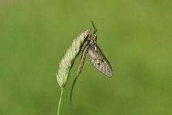 A beautiful Mayfly, Ephemera vulgata, perching on grass seeds.