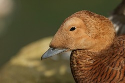 A female Spectacled Eider, Somateria fischeri, standing on the bank at the edge of water at Arundel wetland wildlife reserve.	