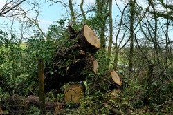 Large trees cut away after falling across a public pathway in west Wales, UK during a winter storm. 