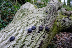 A cluster of King Alfred's Cakes fungi growing on the trunk of a fallen free in a woodland in west Wales, UK during mid April.