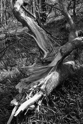 The remains of a broken tree, damaged by strong winds, in a Welsh woodland.