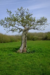 An old stunted tree, that has survived after being several damaged many years ago, at Green Castle Wood near Carmarthen, Carmarthenshire, Wales, UK.