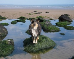 A beautiful tricolour Shetland Sheepdog standing on a rock in a rockpool on a beach in west Wales, UK.
