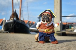 Funny brown French Bulldog dog  dressed up in pirate costume with hat and hook arm standing at harbour with boats in background