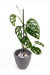 Exotic 'Monstera Adansonii' or Swiss cheese vine house plant in gray flower pot on white background
