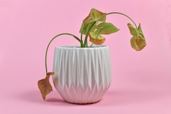 Neglected dying house plant in white flower pot on pink background
