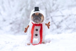 French Bulldog dog dressed up as snowman with funny full body suit costume with red scarf, fake stick arms and small top hat in winter snow landscape