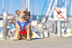 Small happy French Bulldog wearing a maritime sailor dog harness sitting in front of blurry yacht marina on sunny summer day