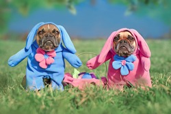 Pair of French Bulldog dogs wearing funny Easter bunny costumes with easter basket on meadow
