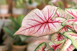 Close up of exotic leaf of 'Caladium White Queen' houseplant with pink and green veins in front of blurry background with more plants