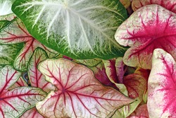 Colorful leaves of Caladium plant in pink, white and green colors