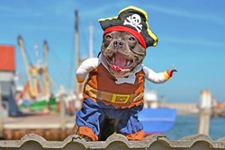 Funny laughing French Bulldog dog dressed up in pirate costume with hat and hook arm 