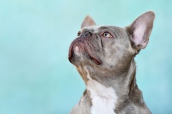 Head of lilac brindle French Bulldog dog with yellow eyes looking up in front of blue wall