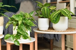 Tropical houseplants like 'Marble Queen' pothos or prayer plant in flower pots on side tables in living room