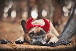 Halloween French Bulldog dog wearing red devil horn costume headband 